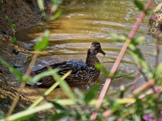 duck in the water