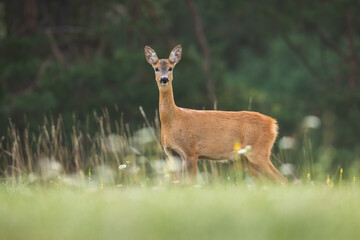 Roe deer, capreolus capreolus, looking to the camera on meadow in summer. Brown hind standing on grassland form side. Female wild animal staring on green field.
