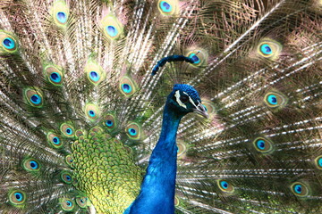 Fototapeta na wymiar Peacock lives in a city park in Israel