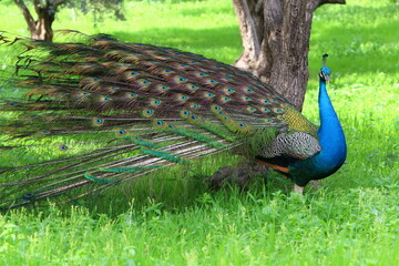 Peacock lives in a city park in Israel