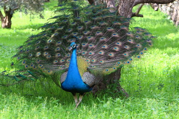 Obraz premium Peacock lives in a city park in Israel