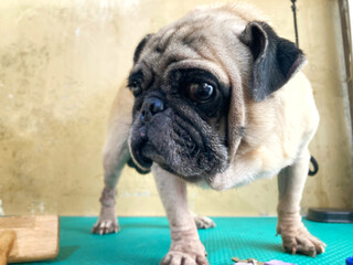 pug dog portrait ready to be groomed in grooming salon.