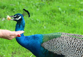 Obraz premium Peacock lives in a city park in Israel