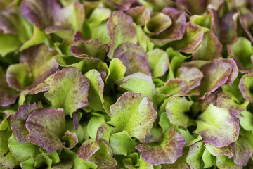 Lettuce, Lollo red, background, organic food, vegetarian, healthy food, green mood, lettuce sprouts closeup, macro