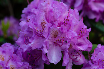 Rhododendron flower (dark lavender color) close-up with dark red stamens