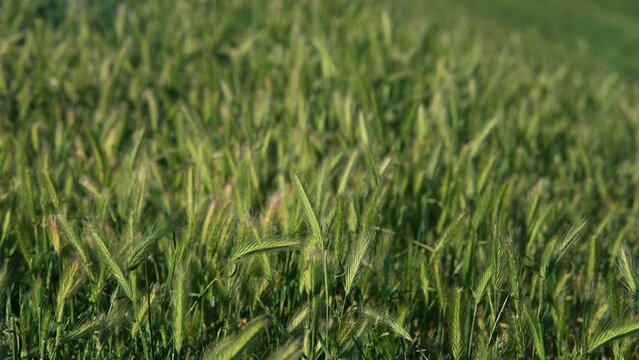 Juicy fresh ears of young green wheat on nature.