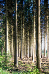 A pine forest with hard contrasts