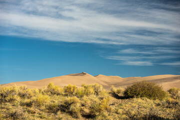 Fototapeta premium Yellow Grasses at Base of great Sand Dunes