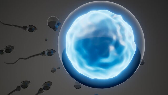 sperm and egg cell. model of microscopic research