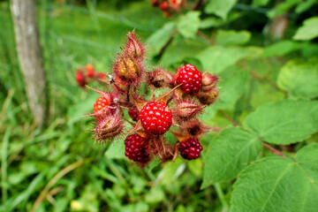 Fruit of a wineberry plant (rubus phoenicolasius) also known as the Japanese raspberry
