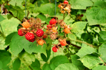 Fruit of a wineberry plant (rubus phoenicolasius) also known as the Japanese raspberry
