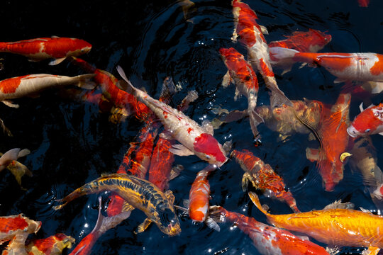 Koi fish. A group of colorful carp fish swimming in the fish pond. Beautiful animal background texture.
