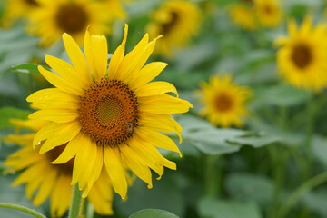 When it comes to the best summer flower, it is the sunflower
