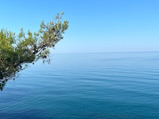 Blue sea water, clear sky and pine tree branch on horizon.