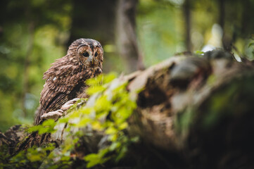 Tawny owl (Strix aluco) in green forest. Tawny owl sits on tree. Tawny owl and green background.