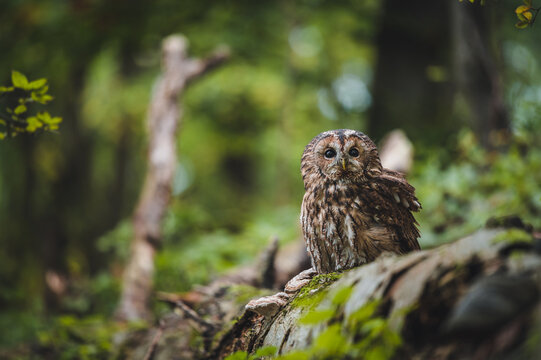 Tawny owl (Strix aluco) in green forest. Tawny owl sits on tree. Tawny owl and green background.