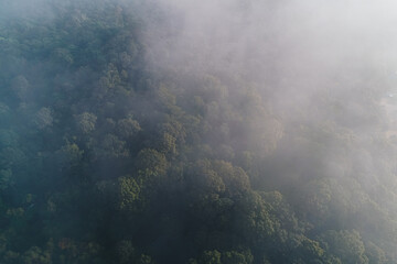 Tropical green tree forest withmorning fog on mountain