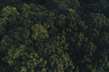 Tropical green tree forest withmorning fog on mountain