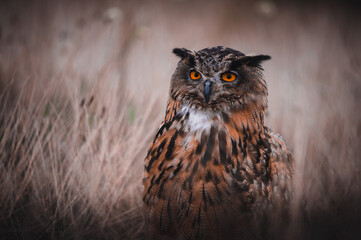 Eurasian eagle-owl (Bubo Bubo) in forest. Eurasian eagle owl sitting on ground. Owl portrait.