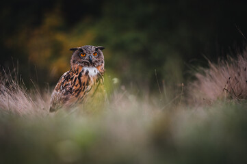 Eurasian eagle-owl (Bubo Bubo) in forest. Eurasian eagle owl sitting on ground. Owl portrait.