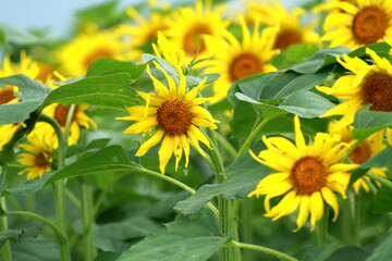 When it comes to the best summer flower, it is the sunflower
