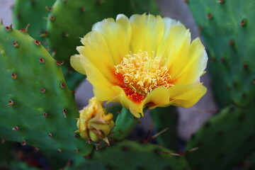 kaktus Opuntia macrorhiza opuncja żółte kwiaty