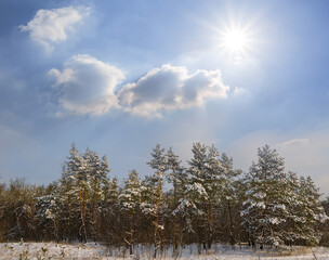 snowbound winter pine tree  forest at sunny day