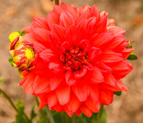 Beautiful close-up of a red dahlia