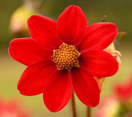 Beautiful close-up of a red dahlia