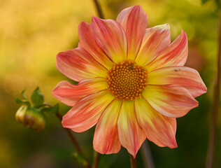 Beautiful close-up of a bicolor dahlia