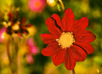 Beautiful close-up of a red dahlia