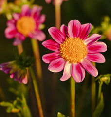 Beautiful close-up of a single-flowered dahlia