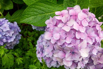 flowers in the garden