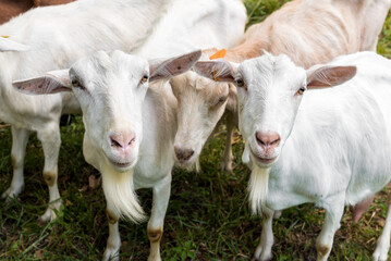 white goat, farm animals, goat portrait, animal head, goat head, pink nose, young animal, bovidae, looking at camera, goats, rural scenery, no people, domestic animals, agriculture, animal, countrysid