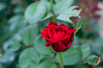 red rose in garden