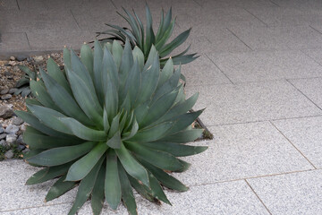 cactus in the garden
