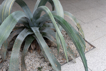aloe vera plants