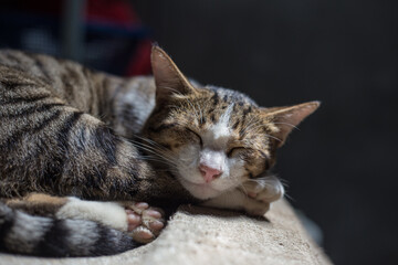 Fototapeta na wymiar Traditional asian brown cat sleep on blanket