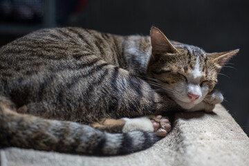 Traditional asian brown cat sleep on blanket