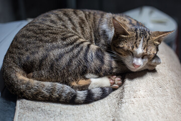Traditional asian brown cat sleep on blanket