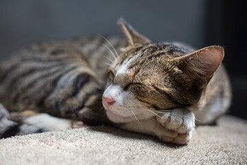 Traditional asian brown cat sleep on blanket