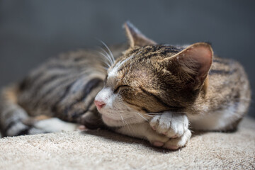 Traditional asian brown cat sleep on blanket