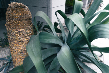 detail of a plant in the garden