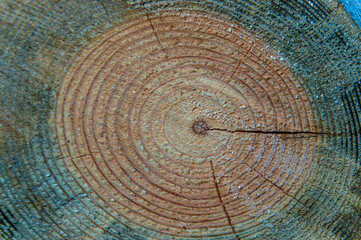 Saw cut tree trunk with annual rings