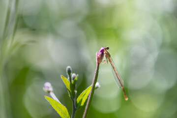 close up of dragonfly on pink flower