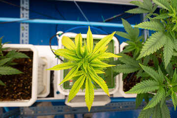 Selective focus top view of a cannabis plant with several long, slender, light green leaves in...