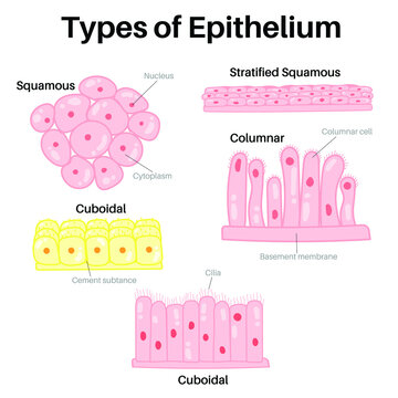 Type of epithelium : squamous, columnar, and cuboidal