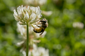 Macro photography of a bee drinking nectar from a white clover flower. 