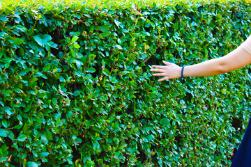 girl touching a green bush in the park