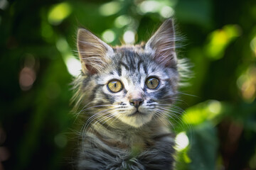 portrait of a kitten in nature